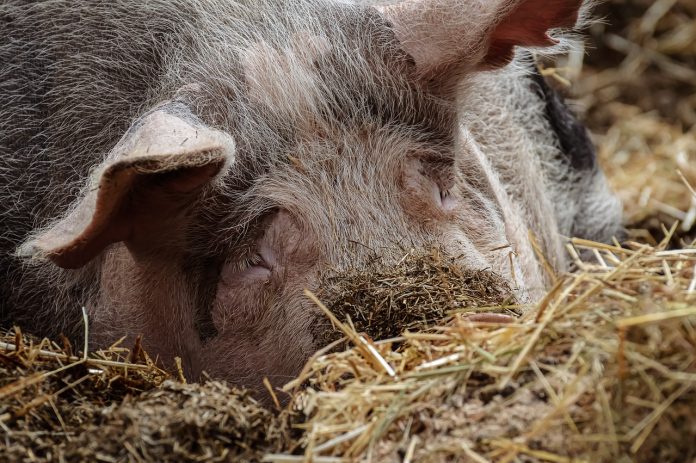 pig-5311026_1280