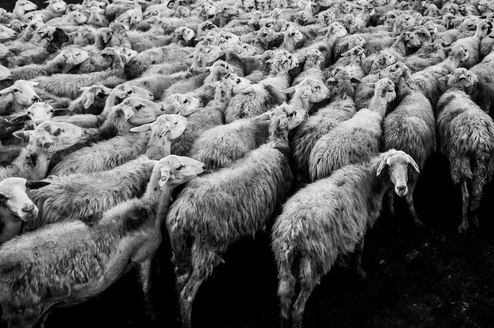 sheep-1148999_1280