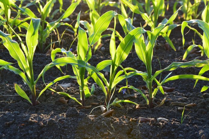corn-1841271_1280