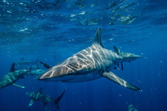 shark-4676799_1280