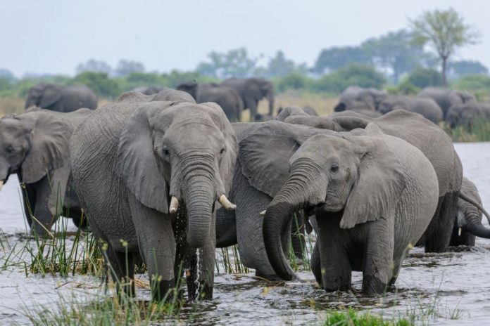 elefant