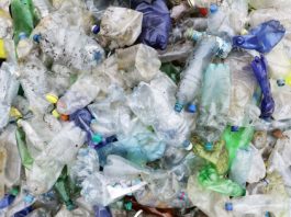 Szuperférgek segíthetnek a műanyagok lebontásában ausztrál kutatók szerint